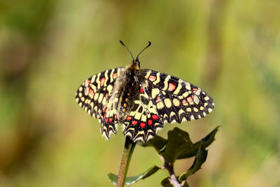 Close-up of butterfly pollinating on flower