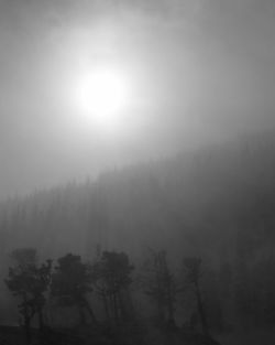 Trees in forest during foggy weather