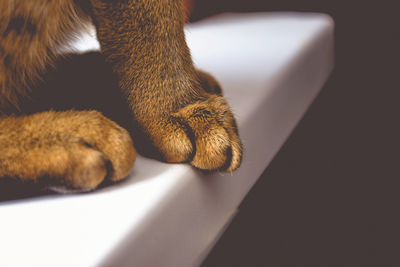 Close-up of ginger cat