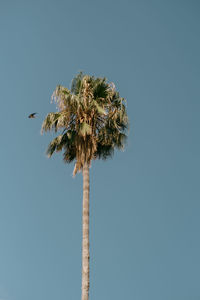 Low angle view of coconut palm tree against clear blue sky