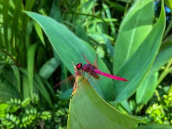 Close-up of insect on plant