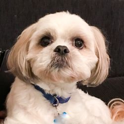 Close-up portrait of dog