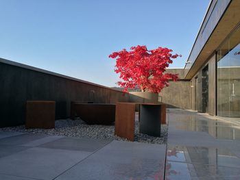 Red flower tree against sky