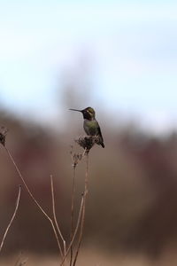 Close-up of hummingbird on plant