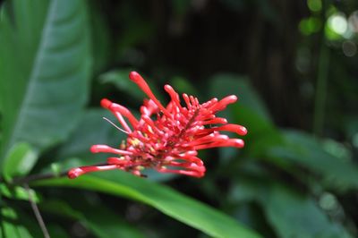 Close-up of pink flower