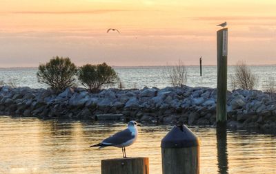 Seagulls perching on wooden post by sea against sky during sunset