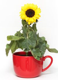 Close-up of red flower against white background