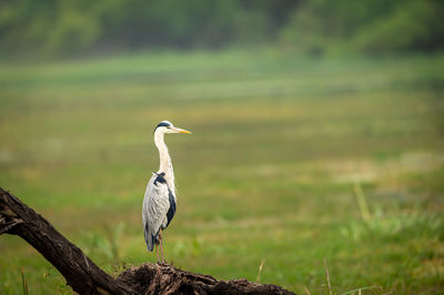 Bird perching on a field