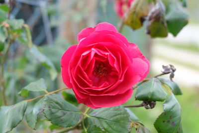 Close-up of pink flower