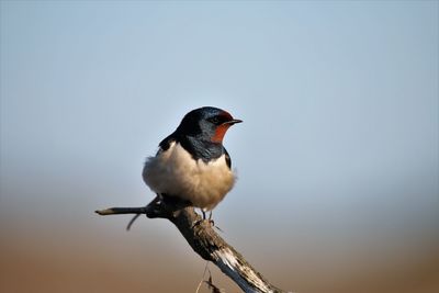 Bird perching on a branch