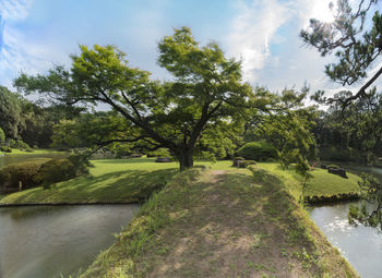 Trees growing by river against sky