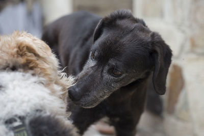 Close-up of dog