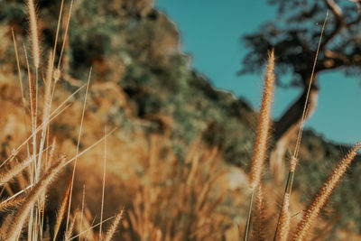 Close-up of dry grass on field against sky