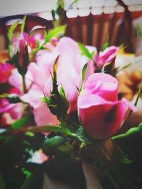 Close-up of pink flowering plant