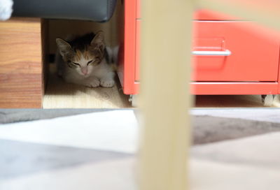 Portrait of cat sitting on floor