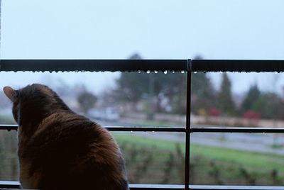 Close-up of monkey in cage against sky