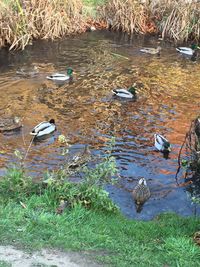 High angle view of birds in lake