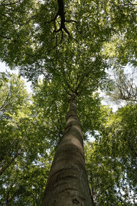 Low angle view of tree against sky