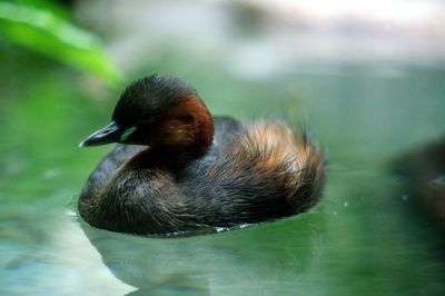 Close-up of little bird swimming on surface of water