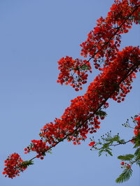 Low angle view of tree against clear sky