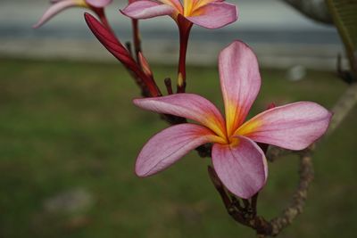 Close-up of pink lily growing on plant