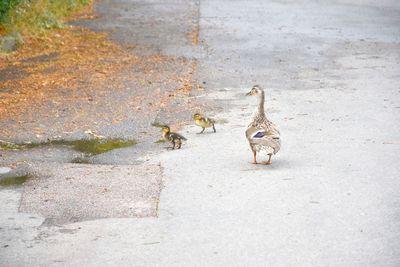 High angle view of birds on the ground