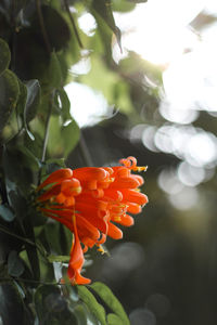 Close-up of orange flowers blooming outdoors