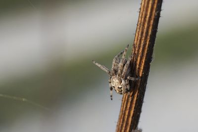 Close-up of insect on plant