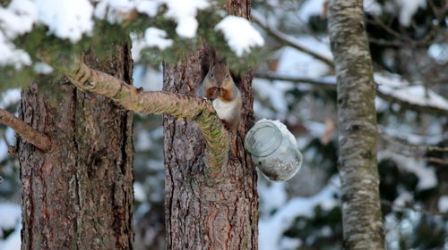 Close-up of squirrel on tree trunk