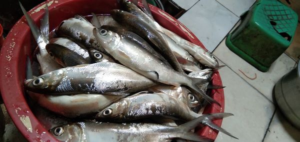 High angle view of fish for sale in market