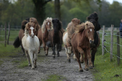 Horses in the field