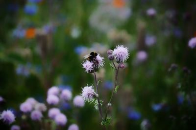 Close-up of purple flowering plant on field
