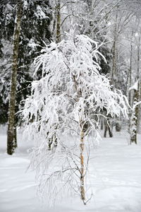 Trees on snow covered land