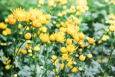 Close-up of yellow flowering plant in field