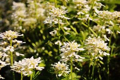 Close-up of white flowering plants on field