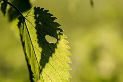 Close-up of plant