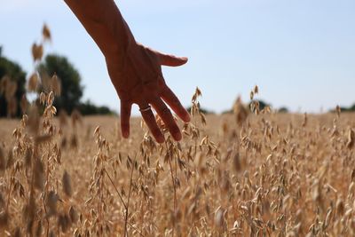 Close-up of wheat crops on field against sky