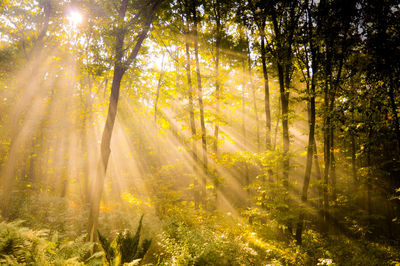 Sun shining through trees in forest