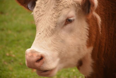 Close-up of cow on field