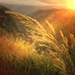 Close-up of wheat field against sky at sunset