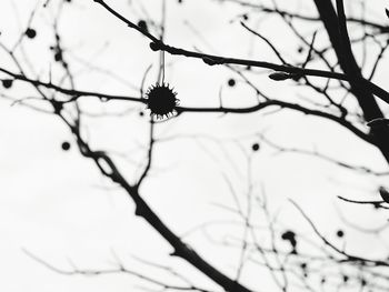 Low angle view of bare branches against sky