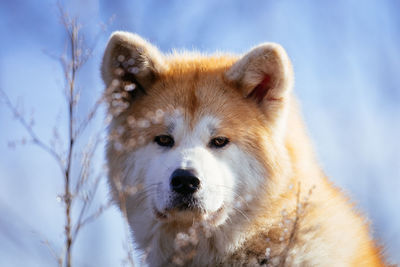 Close-up portrait of dog during winter