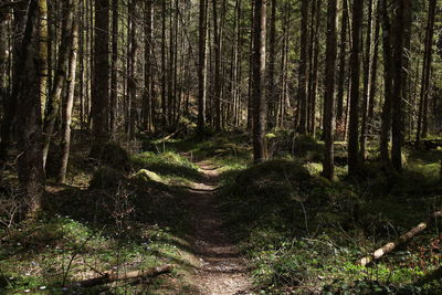 Trees growing in forest