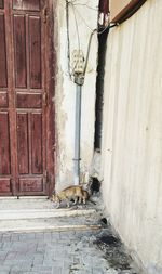 Cat looking at entrance of house