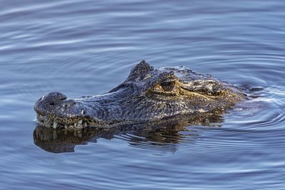 High angle view of crocodile swimming in water