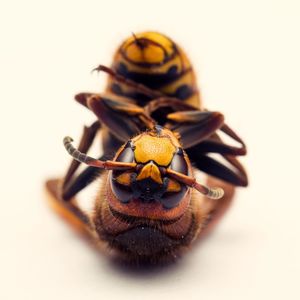 Close-up of crab over white background