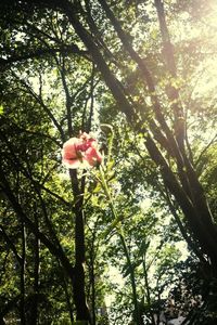 Low angle view of pink flowers blooming on tree