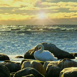 Swan in sea against sky during sunset