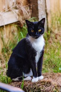 Portrait of black cat sitting on field