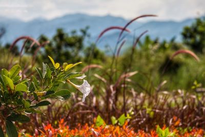 Close-up of flowers against sky